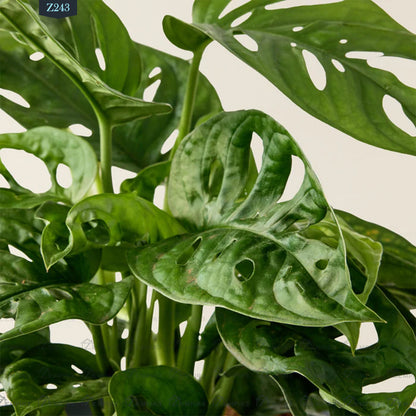 baby monstera deliciosa plant Baby Monstera Plant