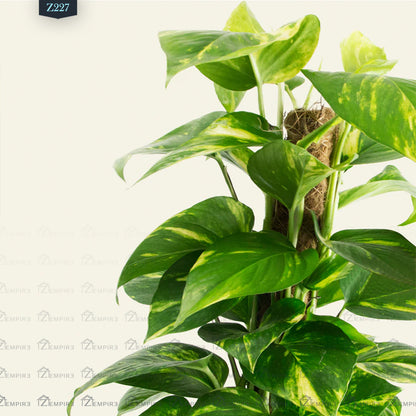 Climbing Pothos Plant - Z227