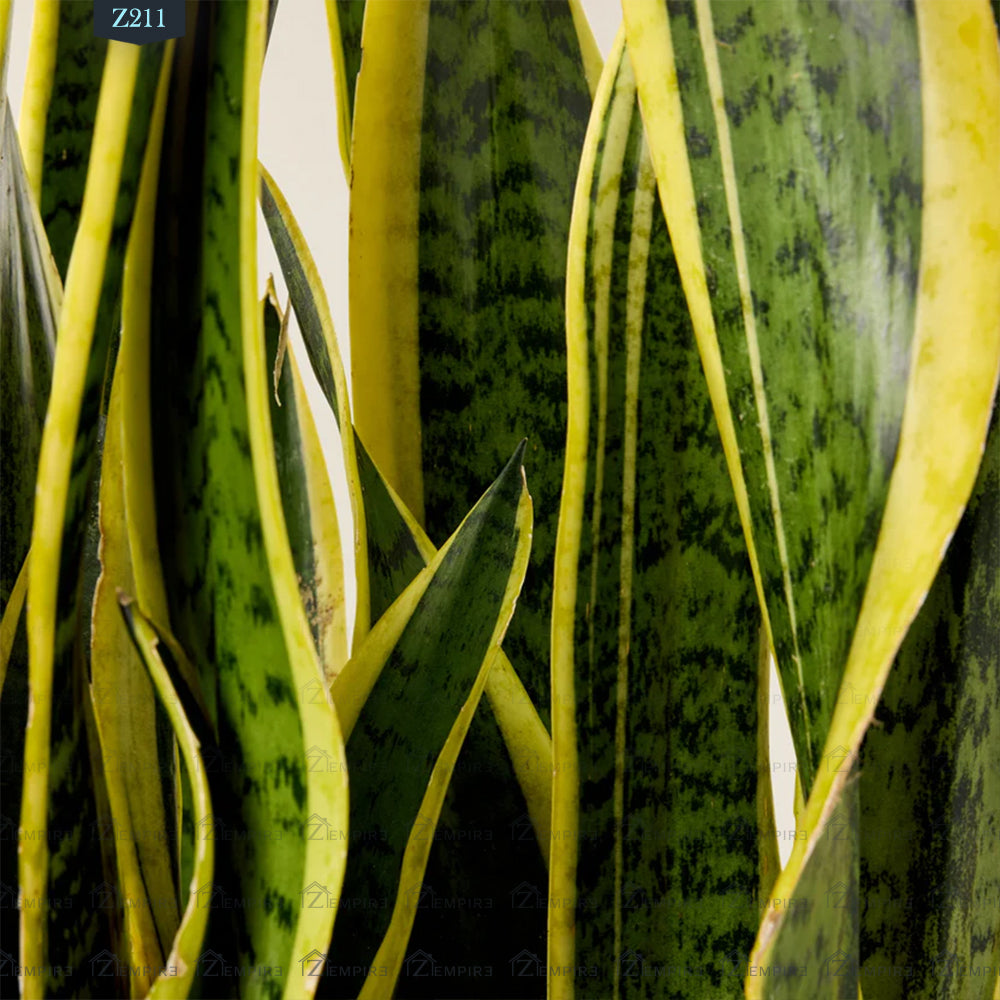 Tiger Skin Plant (Sansevieria) Large - Z211