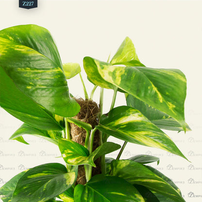 Climbing Pothos Plant - Z227