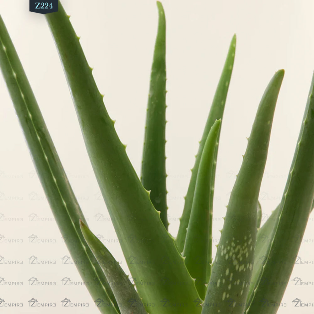 Aloe Vera - Z224